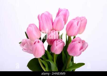 Bunch of pink tulips tulipa isolated on a white background Stock Photo