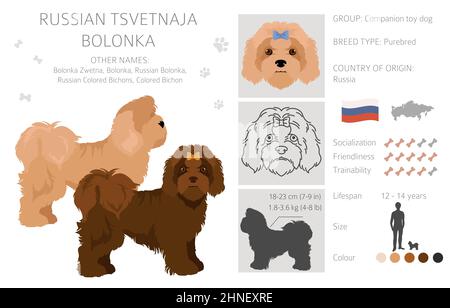 Russian tsvetnaja bolonka clipart. Different poses, coat colors set.  Vector illustration Stock Vector