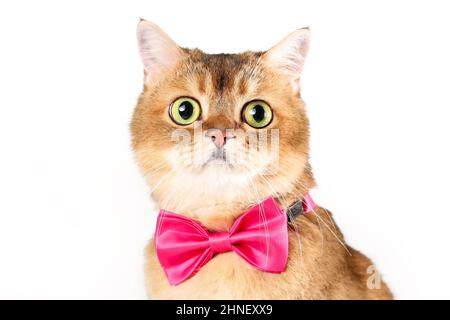 Close up portrait of british shorthair cat in bow tie isolated on white background Stock Photo