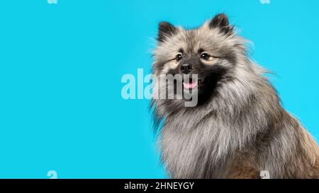 Portrait of curious wolf spitz breed dog on blue background Stock Photo