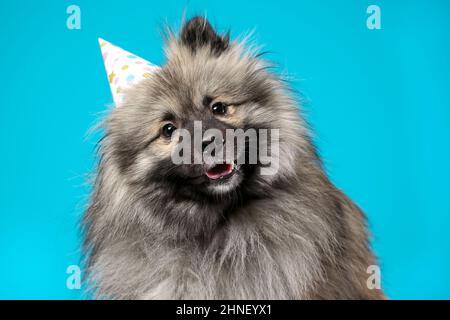 Curious wolf spitz or keeshond breed dog wearing bithday hat on blue background Stock Photo