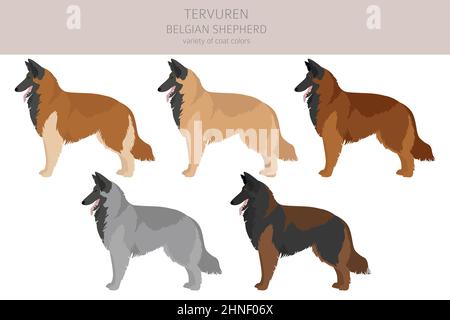 Belgian Tervuren clipart. Different poses, coat colors set.  Vector illustration Stock Vector