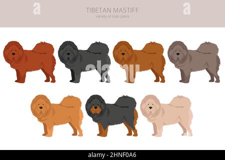 Tibetan mastiff clipart. Different poses, coat colors set.  Vector illustration Stock Vector
