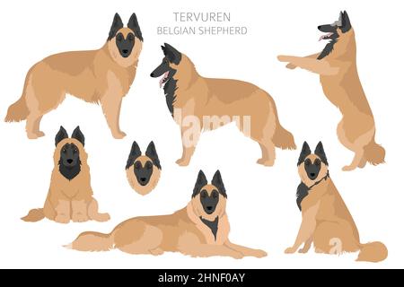 Belgian Tervuren clipart. Different poses, coat colors set.  Vector illustration Stock Vector