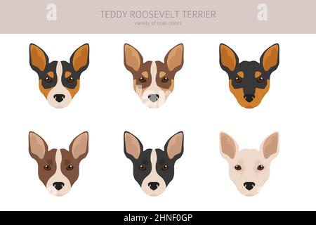 Teddy Roosevelt terrier clipart. Different poses, coat colors set.  Vector illustration Stock Vector