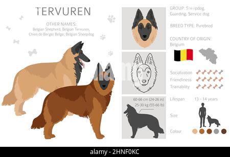 Belgian Tervuren clipart. Different poses, coat colors set.  Vector illustration Stock Vector