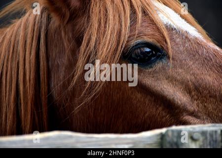 Close Up of Chestnut Horse's Head with Star on Forehead, Eye, Forelock and Mane Stock Photo