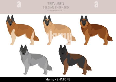 Belgian Tervuren clipart. Different poses, coat colors set.  Vector illustration Stock Vector