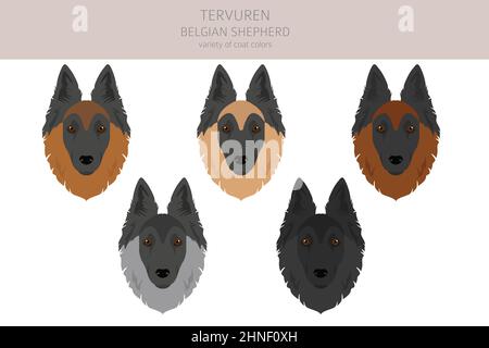 Belgian Tervuren clipart. Different poses, coat colors set.  Vector illustration Stock Vector