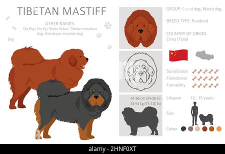 Tibetan mastiff clipart. Different poses, coat colors set.  Vector illustration Stock Vector