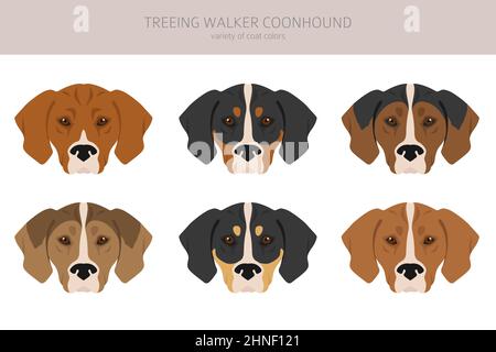 Treeing Walker coonhound clipart. Different poses, coat colors set ...