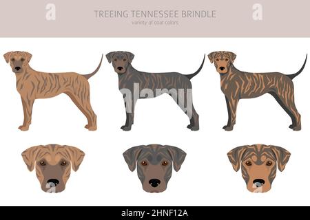 Treeing tennessee best sale puppies for sale