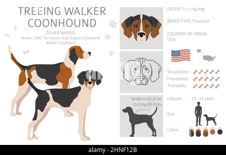 english coonhound treeing