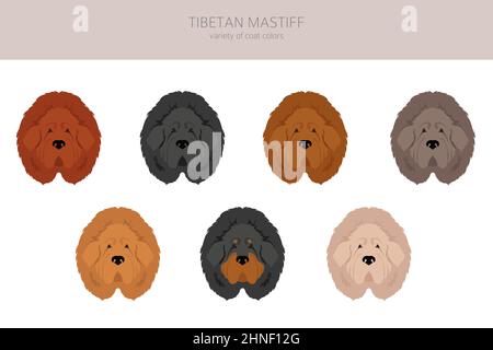 Tibetan mastiff clipart. Different poses, coat colors set.  Vector illustration Stock Vector