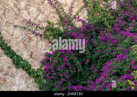 background - old rough stone wall, partially entwined with a blooming mandevilla creeper Stock Photo