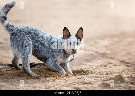 Funny blue heeler or australian cattle dog puppy is digging sand on the sunny beach Stock Photo
