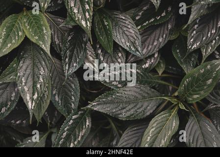 Close-up of green leaves with silver pattern, foliage texture for background Stock Photo