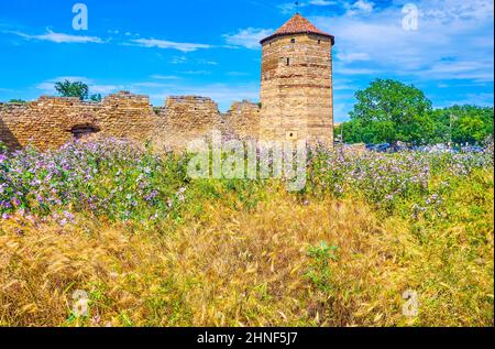 The wildflowers in front of Akkerman Fortress ruins, Bilhorod-Dnistrovskyi, Ukraine Stock Photo