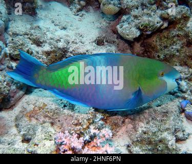 A Rusty Parrotfish (Scarus ferrugineus) in the Red Sea, Egypt Stock Photo