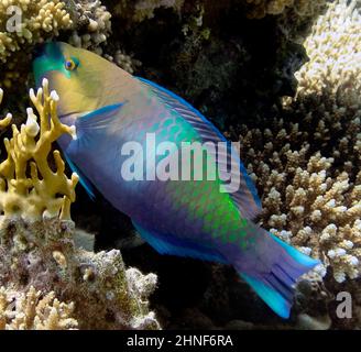 A Rusty Parrotfish (Scarus ferrugineus) in the Red Sea, Egypt Stock Photo