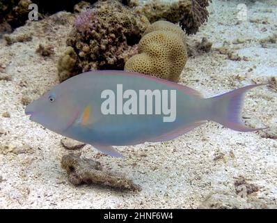 A Longnose Parrotfish (Hipposcarus harid) in the Red Sea, Egypt Stock Photo