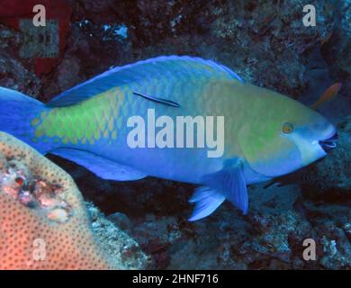 A Rusty Parrotfish (Scarus ferrugineus) in the Red Sea, Egypt Stock Photo