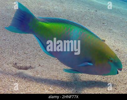 A Rusty Parrotfish (Scarus ferrugineus) in the Red Sea, Egypt Stock Photo