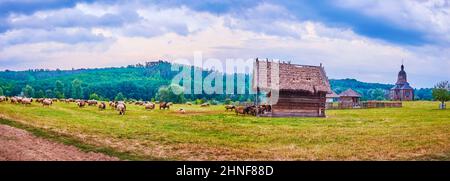 Panorama of Cossack Village Scansen with historic wooden St Nicholas Church, peasants farmhouses, grazing sheep and the scenic green meadows on the ge Stock Photo