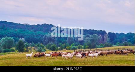 Panorama of the herds of grazing sheep and goats on the meadow in Cossack Village Scansen with historic wooden St Nicholas Church and peasants hata ho Stock Photo