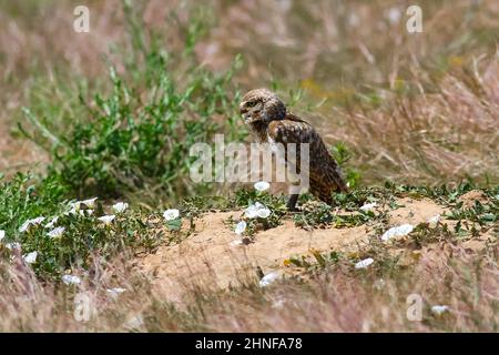 A Burrowing Owl in side profile standing atop a sandy mound, in a wild natural habitat with scattered white flowers on the ground. Stock Photo