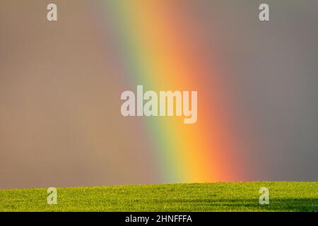 Landscape right after a rain, colorful rainbow over a grassy meadow. Stock Photo