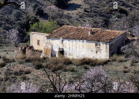 Several flowering almond trees surround abandoned country house, almond trees in full bloom, hilly landscape with house, La Losilla, Velez-Rubio Stock Photo