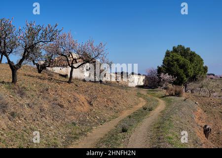 Unpaved driveway to abandoned country house with pine and almond trees, flowering almond trees surround abandoned country house, almond trees in Stock Photo