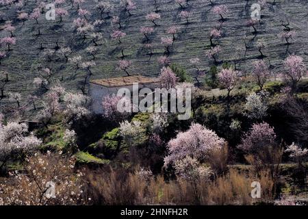Several flowering almond trees in front of country house on hillside, almond plantation in full bloom, hilly landscape with house, La Losilla Stock Photo