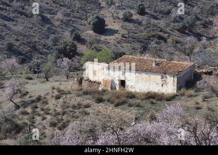 Several flowering almond trees surround abandoned country house, almond trees in full bloom, hilly landscape with house, La Losilla, Velez-Rubio Stock Photo