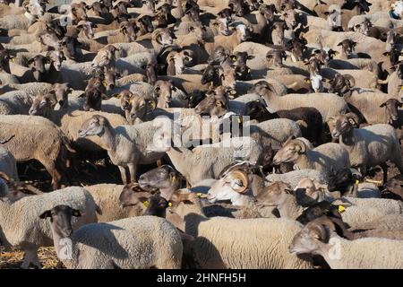 Flock of sheep with ear tags in the enclosure, black sheep and white sheep, full image Stock Photo