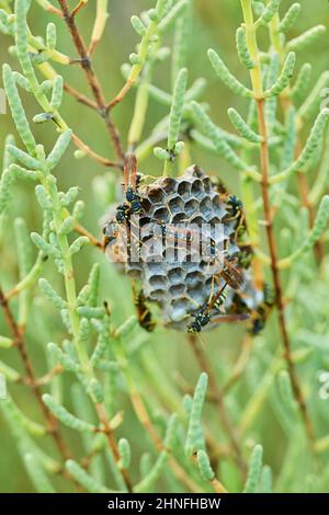 Wasps (Polistes chinensis antennalis) on a nest, Ebro delta, Catalonia, Spain Stock Photo