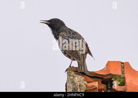 A Songbird, Common Starling, Sturnus vulgaris,flying to the nesthole on a roof to feed begging chicks with opened beak against blue sky in background. Stock Photo