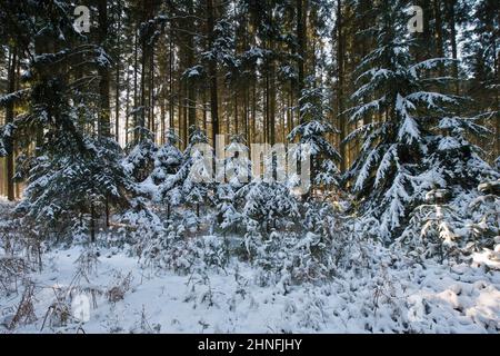 European spruce (Picea abies) in the snow, Emsland, Lower Saxony, Germany Stock Photo