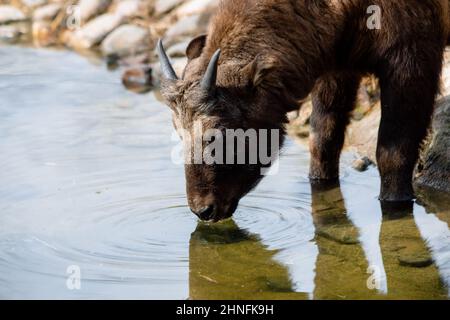 Young calf of Mishmi Takin (Budorcas taxicolor taxicolor) drinking water Stock Photo