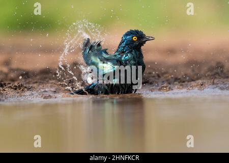 Cape starling (Lamprotornis nitens) bathing. Zimanga Game Reserve, KwaZulu Natal, South Africa Stock Photo