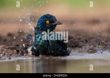 Cape starling (Lamprotornis nitens) bathing. Zimanga Game Reserve, KwaZulu Natal, South Africa Stock Photo