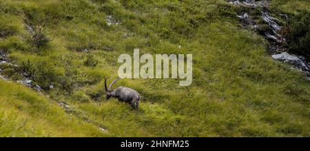 Alpine ibex (Capra ibex) grazing in a meadow on a mountain slope, Karwendel Mountains, Alpenpark Karwendel, Tyrol, Austria Stock Photo