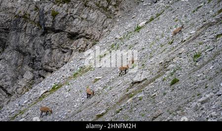 Alpine ibex (Capra ibex) on a mountain slope, Karwendel Mountains, Alpenpark Karwendel, Tyrol, Austria Stock Photo