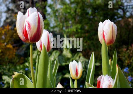 Close up of red and white tulips ,Tulipa, with water droplets in the spring sunshine with defocused garden background Stock Photo