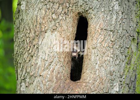 Young raccoon (Procyon lotor), in tree hole, Weinhuebel, Goerlitz, Saxony, Germany Stock Photo