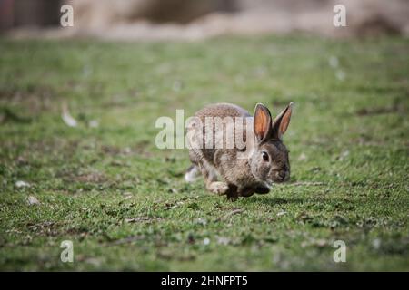Wild european rabbit (Oryctolagus cuniculus) scared and running away in Spain Stock Photo