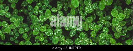 Clover background, shamrock field wet with dew. wide banner natural grass texture Stock Photo