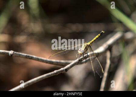 Green dragonfly sitting on a tree branch Stock Photo