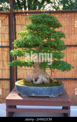 Nagoya, Japan - October 20, 2019: The view of the decorative bonsai tree of trident Maple at the annual Nagoya Castle Bonsai Show. Nagoya. Japan Stock Photo